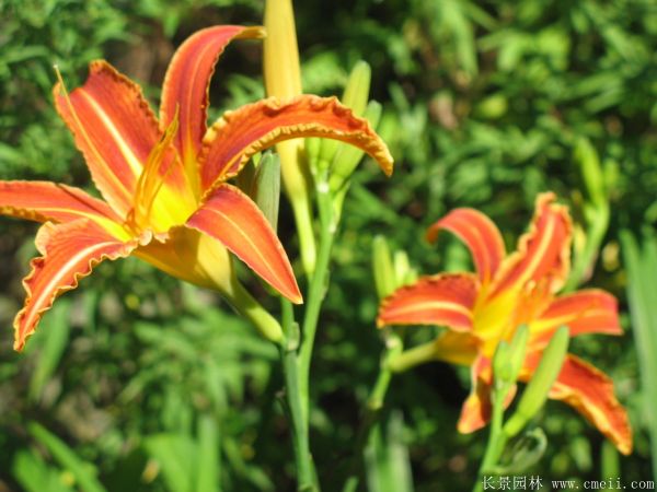 大花萱草基地實(shí)拍圖片 大花萱草基地實(shí)拍圖片