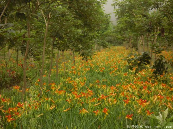 大花萱草基地實(shí)拍圖片 大花萱草基地實(shí)拍圖片