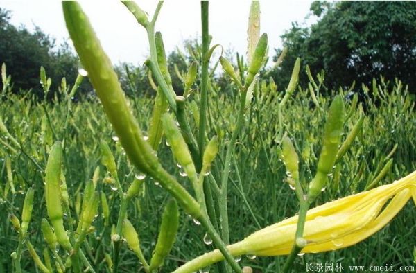大花萱草基地實(shí)拍圖片 大花萱草基地實(shí)拍圖片