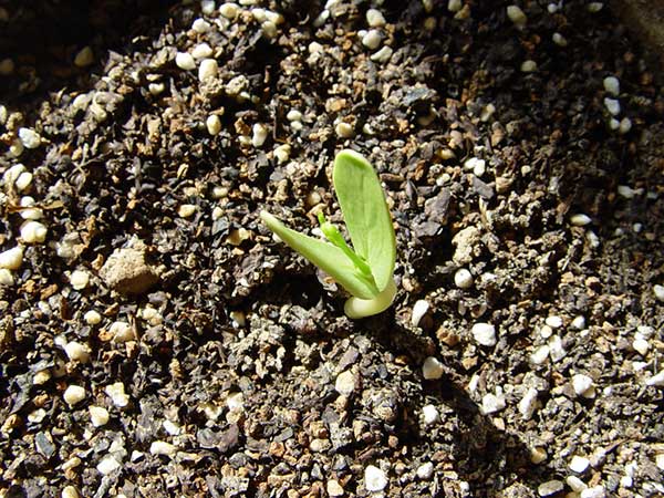 合歡種子發(fā)芽率圖片 合歡種子發(fā)芽率圖片