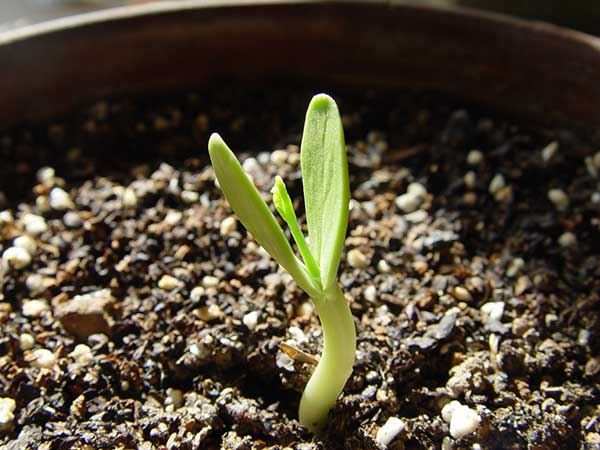 銀合歡種子發(fā)芽出苗圖片 銀合歡種子發(fā)芽出苗圖片