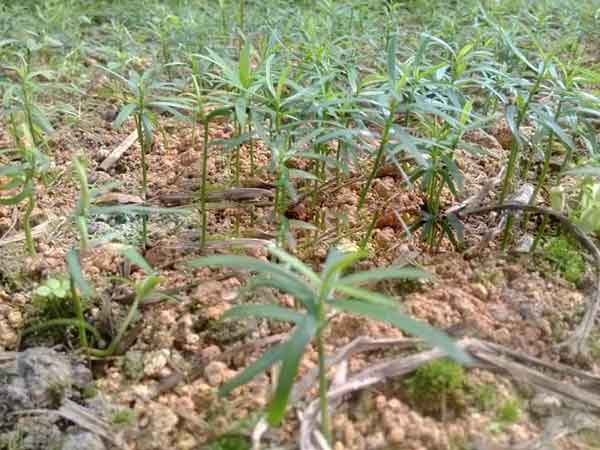 紅豆杉種子發(fā)芽圖片 紅豆杉種子發(fā)芽圖片