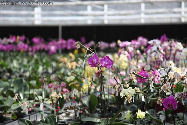 蝴蝶蘭種子發(fā)芽小苗圖片 蝴蝶蘭種子發(fā)芽小苗圖片
