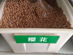「櫻花種子」最新櫻花樹(shù)種子_價(jià)格_圖片_種植技