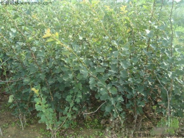 山楂種子發(fā)芽出苗圖片 山楂種子發(fā)芽出苗圖片