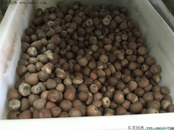 檳榔種子圖片 檳榔種子圖片