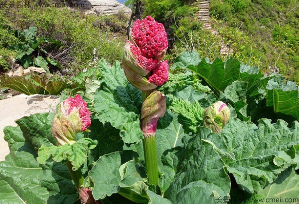 大黃種子發(fā)芽出苗圖片 大黃種子發(fā)芽出苗圖片