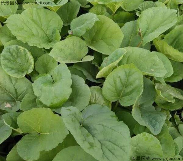 大黃種子發(fā)芽出苗圖片 大黃種子發(fā)芽出苗圖片