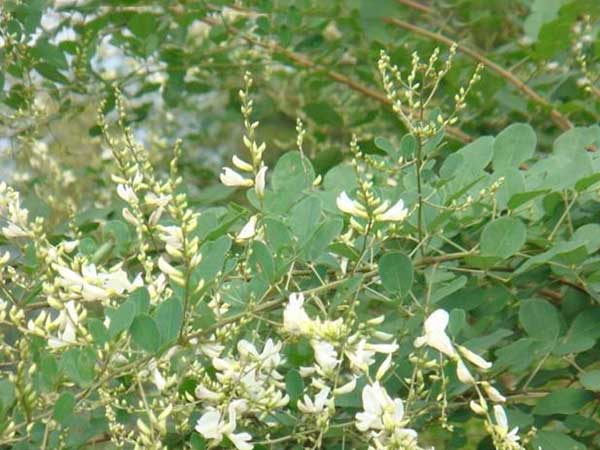多花木蘭種子發(fā)芽出苗圖片 多花木蘭種子發(fā)芽出苗圖片