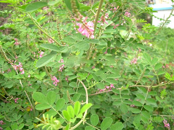 多花木蘭種子發(fā)芽出苗圖片 多花木蘭種子發(fā)芽出苗圖片