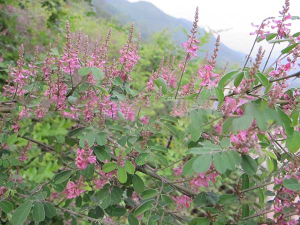 多花木蘭種子發(fā)芽出苗圖片 多花木蘭種子發(fā)芽出苗圖片