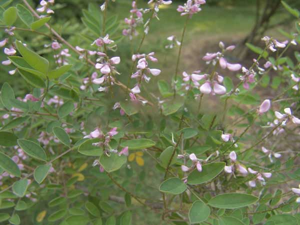 多花木蘭種子發(fā)芽出苗圖片 多花木蘭種子發(fā)芽出苗圖片
