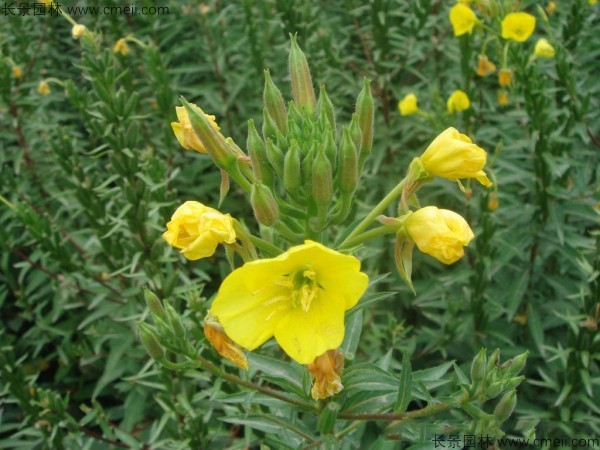 夜來(lái)香種子發(fā)芽出苗開(kāi)花圖片 夜來(lái)香種子發(fā)芽出苗開(kāi)花圖片