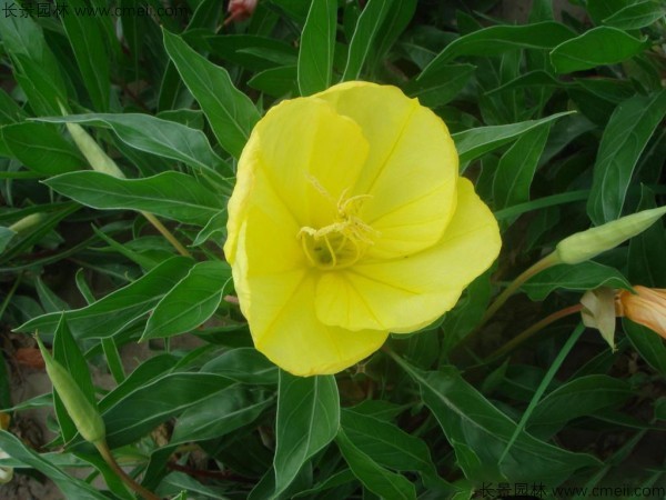 夜來(lái)香種子發(fā)芽出苗開(kāi)花圖片 夜來(lái)香種子發(fā)芽出苗開(kāi)花圖片
