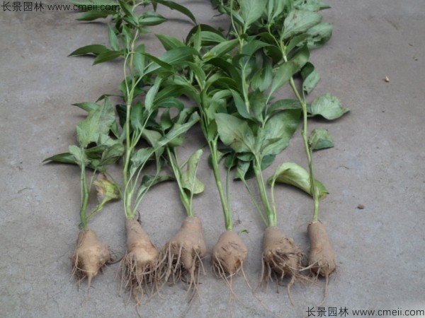 白術(shù)種子發(fā)芽出苗圖片 白術(shù)種子發(fā)芽出苗圖片