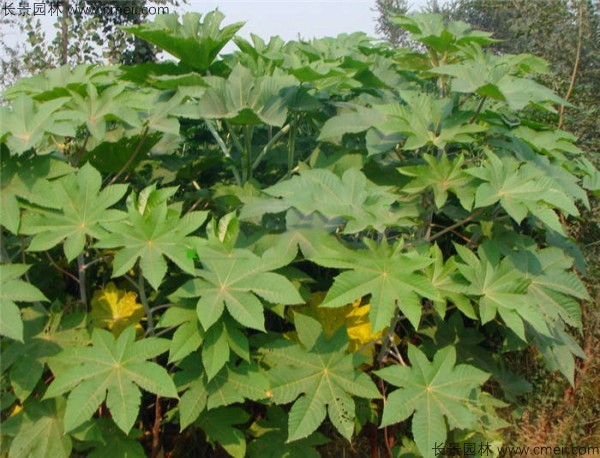 蓖麻種子發(fā)芽出苗圖片 蓖麻種子發(fā)芽出苗圖片