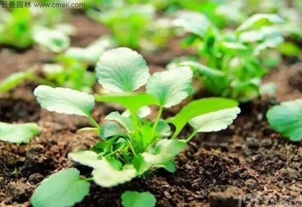 蓖麻種子發(fā)芽出苗圖片 蓖麻種子發(fā)芽出苗圖片