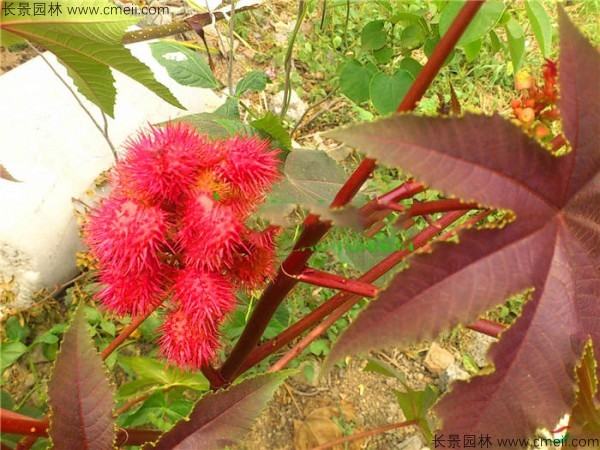 蓖麻種子發(fā)芽出苗圖片 蓖麻種子發(fā)芽出苗圖片