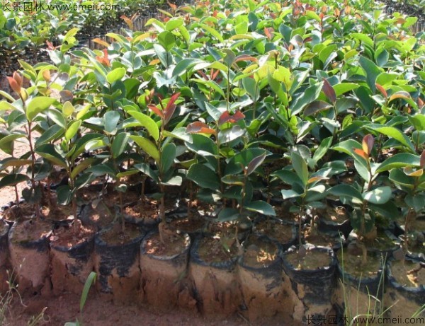 紅花油茶種子發(fā)芽出苗圖片 紅花油茶種子發(fā)芽出苗圖片
