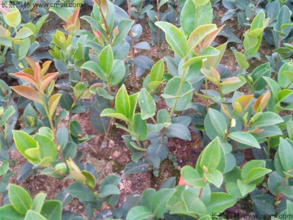 紅花油茶種子發(fā)芽出苗圖片 紅花油茶種子發(fā)芽出苗圖片