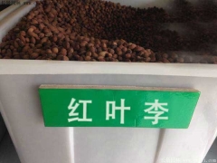 紅葉李種子多少錢(qián)一斤  樹(shù)苗價(jià)格