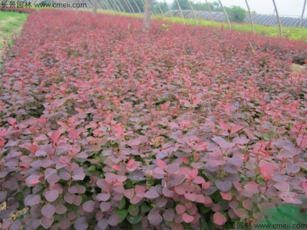 紅葉小檗種子發(fā)芽出苗圖片 紅葉小檗種子發(fā)芽出苗圖片