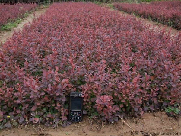 紅葉小檗種子發(fā)芽出苗圖片 紅葉小檗種子發(fā)芽出苗圖片