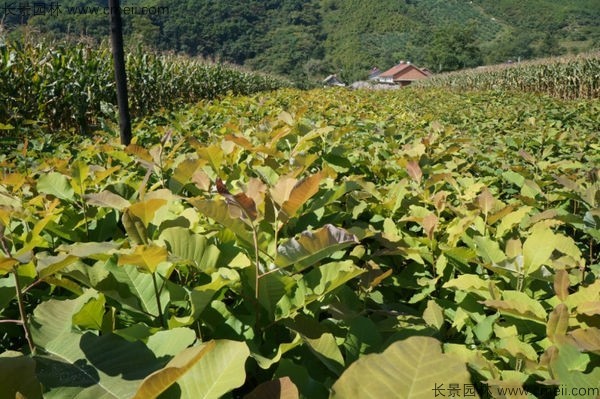 厚樸種子發(fā)芽出苗圖片 厚樸種子發(fā)芽出苗圖片