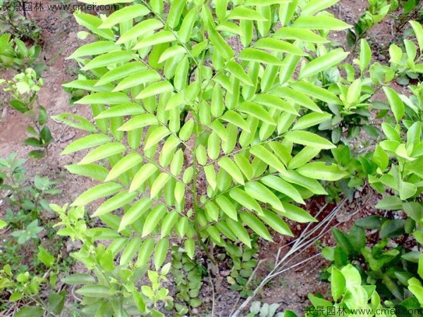 黃花梨種子發(fā)芽出苗圖片 黃花梨種子發(fā)芽出苗圖片