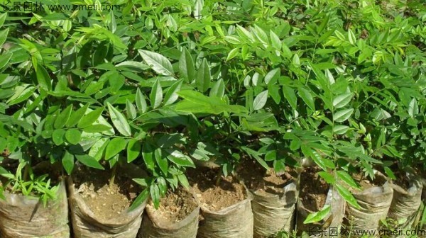 黃花梨種子發(fā)芽出苗圖片 黃花梨種子發(fā)芽出苗圖片