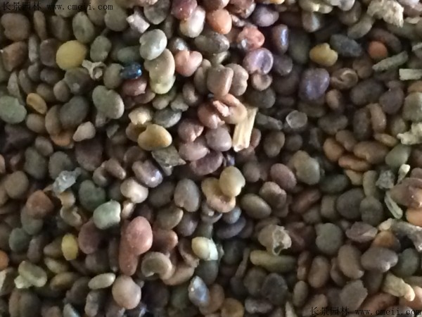 黃芪種子圖片 黃芪種子圖片