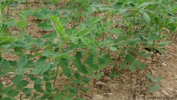 黃芪種子發(fā)芽出苗圖片 黃芪種子發(fā)芽出苗圖片