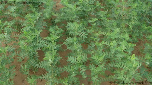 黃芪種子發(fā)芽出苗圖片 黃芪種子發(fā)芽出苗圖片