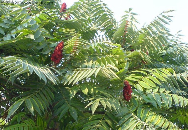火炬樹種子發(fā)芽出苗圖片 火炬樹種子發(fā)芽出苗圖片