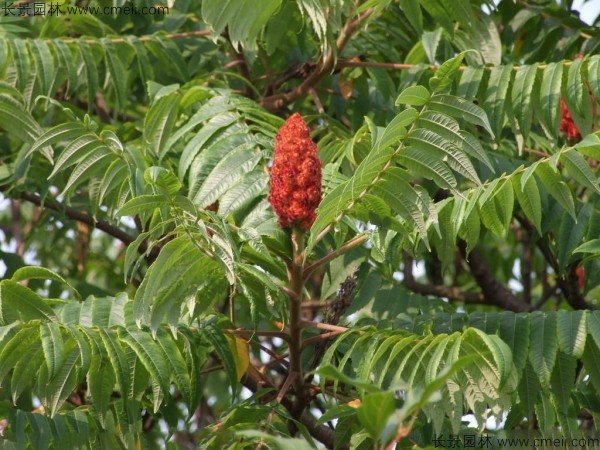 火炬樹種子發(fā)芽出苗圖片 火炬樹種子發(fā)芽出苗圖片
