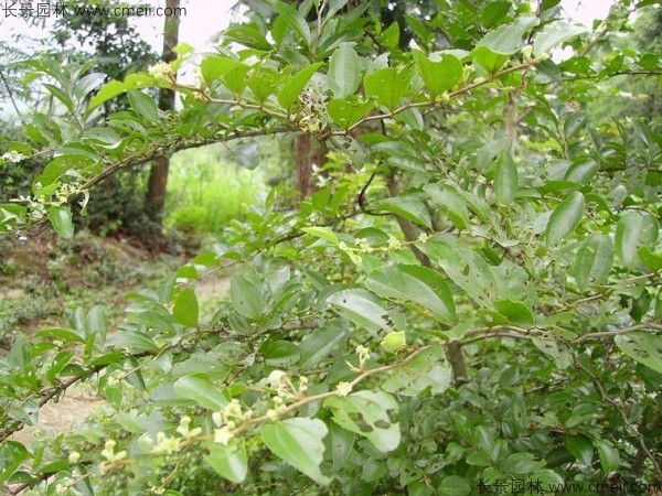 馬甲子種子發(fā)芽出苗圖片 馬甲子種子發(fā)芽出苗圖片