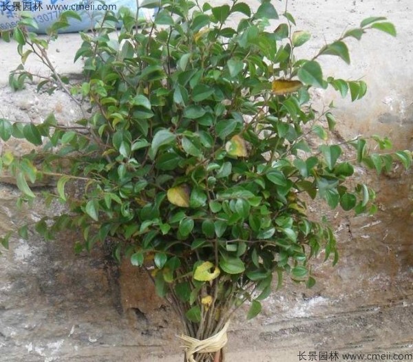 馬甲子種子發(fā)芽出苗圖片 馬甲子種子發(fā)芽出苗圖片
