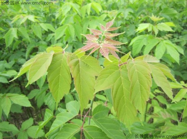 糖槭種子發(fā)芽出苗圖片 糖槭種子發(fā)芽出苗圖片
