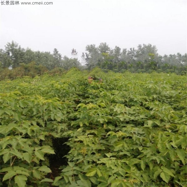糖槭種子發(fā)芽出苗圖片 糖槭種子發(fā)芽出苗圖片