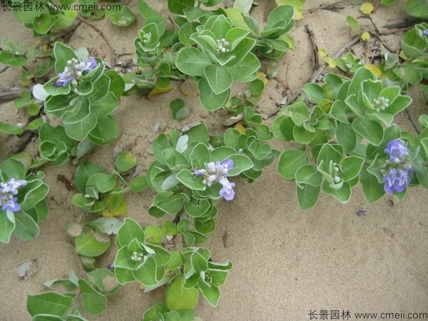 蔓荊子植物圖片 蔓荊子植物圖片