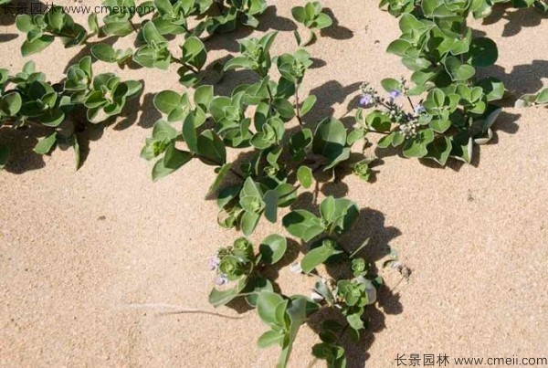 蔓荊子植物圖片 蔓荊子植物圖片