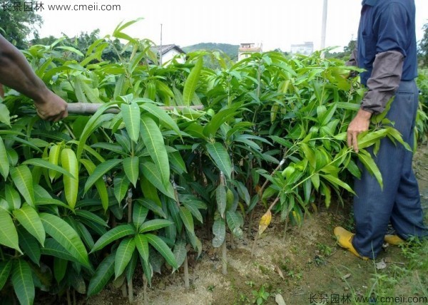芒果種子發(fā)芽出苗圖片 芒果種子發(fā)芽出苗圖片