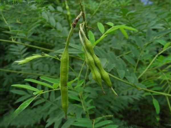 苦參種子發(fā)芽出苗圖片 苦參種子發(fā)芽出苗圖片