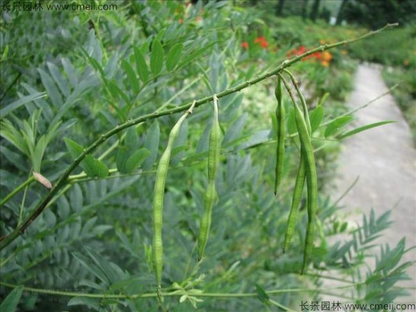 苦參種子發(fā)芽出苗圖片 苦參種子發(fā)芽出苗圖片