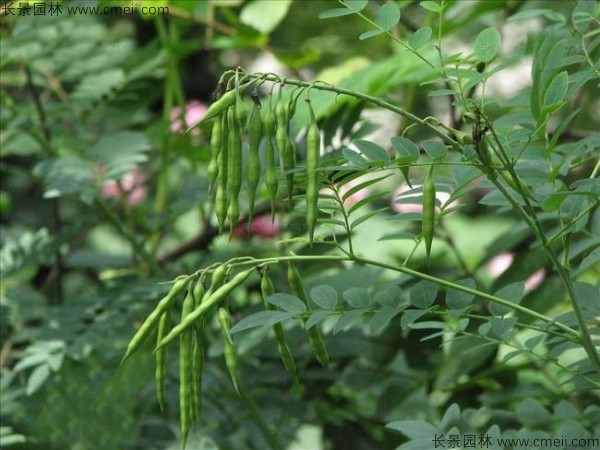 苦參種子發(fā)芽出苗圖片 苦參種子發(fā)芽出苗圖片