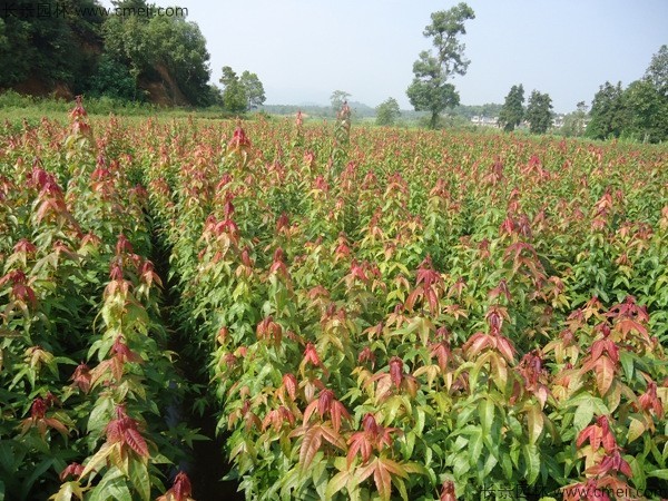 青楓種子發(fā)芽出苗圖片 青楓種子發(fā)芽出苗圖片