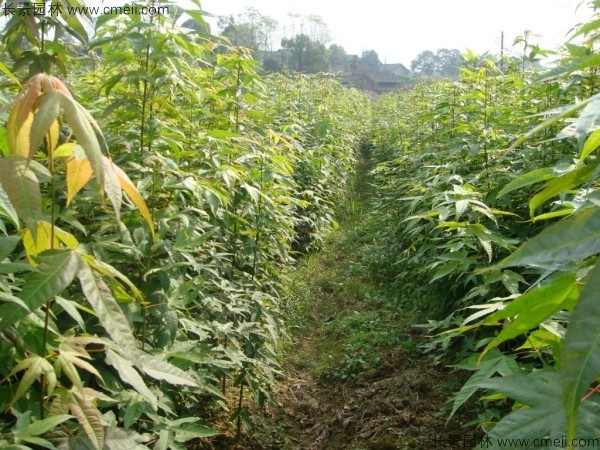 青楓種子發(fā)芽出苗圖片 青楓種子發(fā)芽出苗圖片