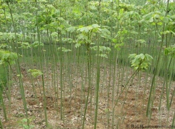 青桐種子發(fā)芽出苗圖片 青桐種子發(fā)芽出苗圖片