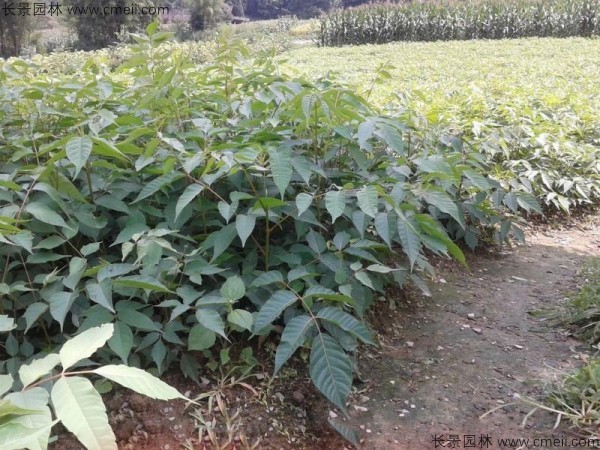 漆樹種子發(fā)芽出苗圖片 漆樹種子發(fā)芽出苗圖片