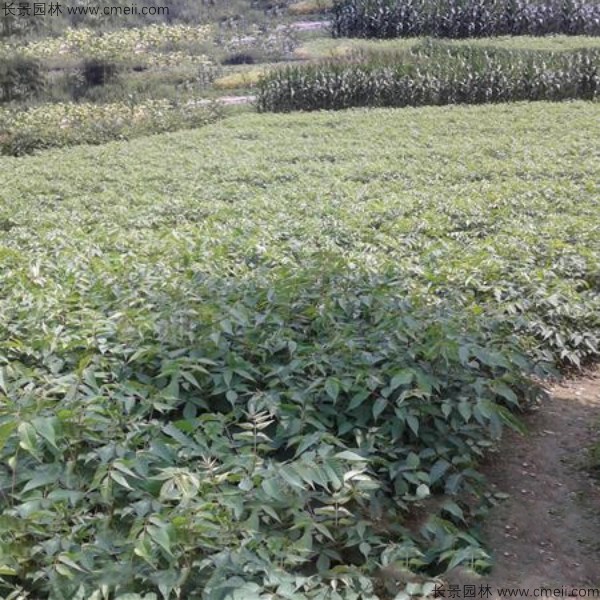 漆樹種子發(fā)芽出苗圖片 漆樹種子發(fā)芽出苗圖片